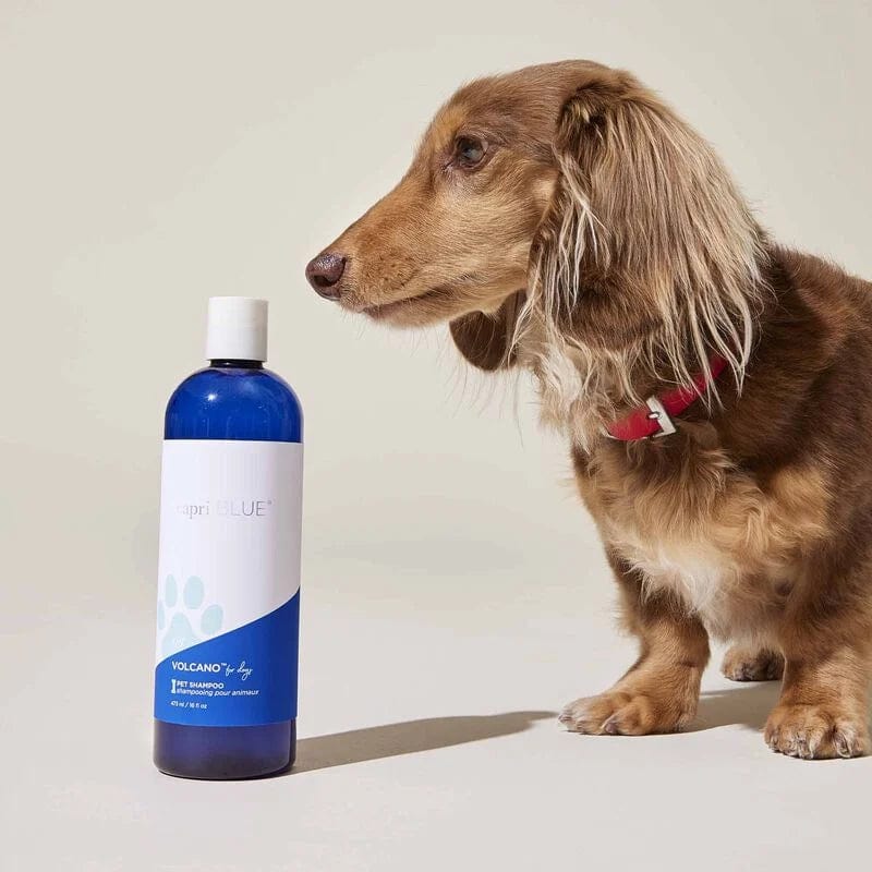 Capri Blue Volcano Pet Shampoo